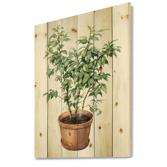 Designart - Ficus Benjamina In Clay Flowerpot
